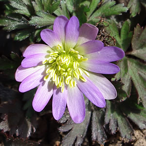 Anemone blanda Violet Star